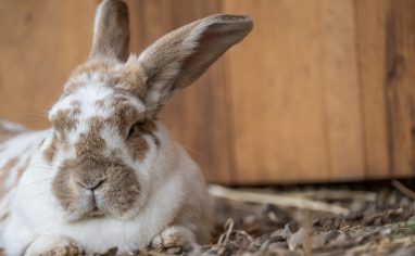 Since it was established in 2004 by Jenny Brown and Doug Abe, Woodstock Farm Sanctuary in upstate New York has welcomed over 3,000 animals and helped save thousands of others. As of 2024, the sanctuary is home to nearly 400 rescued animals, including cows, pigs, goats, rabbits, chickens, sheep, turkeys, ducks, geese, and guinea fowl. Woodstocks mission is to end animal use in agriculture, provide sanctuary and lifelong care to rescued farm animals, and educate the public about the harms of animal farming. Rescued animals at Woodstock are respected as individuals and live dignified lives in peace, freedom, and joy.

The sanctuary advocates for animal rights in unison with other social justice movements, collaborating with dozens of local and international organizations, and travelling throughout the USA to rescue farmed animals from neglect, abuse, and death. It has educated thousands of people about the realities of modern animal agriculture through public tours, educational programs, and online content.

During tours, visitors are encouraged to meet the kinds of animals commonly exploited in animal agriculture, learn the rescued residents origin and rescue stories, and see how they have thrived at the sanctuary. Woodstock advocates for veganism and the reduction of suffering for all.