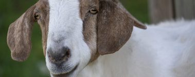 Since it was established in 2004 by Jenny Brown and Doug Abe, Woodstock Farm Sanctuary in upstate New York has welcomed over 3,000 animals and helped save thousands of others. As of 2024, the sanctuary is home to nearly 400 rescued animals, including cows, pigs, goats, rabbits, chickens, sheep, turkeys, ducks, geese, and guinea fowl. Woodstocks mission is to end animal use in agriculture, provide sanctuary and lifelong care to rescued farm animals, and educate the public about the harms of animal farming. Rescued animals at Woodstock are respected as individuals and live dignified lives in peace, freedom, and joy.

The sanctuary advocates for animal rights in unison with other social justice movements, collaborating with dozens of local and international organizations, and travelling throughout the USA to rescue farmed animals from neglect, abuse, and death. It has educated thousands of people about the realities of modern animal agriculture through public tours, educational programs, and online content.

During tours, visitors are encouraged to meet the kinds of animals commonly exploited in animal agriculture, learn the rescued residents origin and rescue stories, and see how they have thrived at the sanctuary. Woodstock advocates for veganism and the reduction of suffering for all.