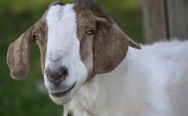 Since it was established in 2004 by Jenny Brown and Doug Abe, Woodstock Farm Sanctuary in upstate New York has welcomed over 3,000 animals and helped save thousands of others. As of 2024, the sanctuary is home to nearly 400 rescued animals, including cows, pigs, goats, rabbits, chickens, sheep, turkeys, ducks, geese, and guinea fowl. Woodstocks mission is to end animal use in agriculture, provide sanctuary and lifelong care to rescued farm animals, and educate the public about the harms of animal farming. Rescued animals at Woodstock are respected as individuals and live dignified lives in peace, freedom, and joy.

The sanctuary advocates for animal rights in unison with other social justice movements, collaborating with dozens of local and international organizations, and travelling throughout the USA to rescue farmed animals from neglect, abuse, and death. It has educated thousands of people about the realities of modern animal agriculture through public tours, educational programs, and online content.

During tours, visitors are encouraged to meet the kinds of animals commonly exploited in animal agriculture, learn the rescued residents origin and rescue stories, and see how they have thrived at the sanctuary. Woodstock advocates for veganism and the reduction of suffering for all.