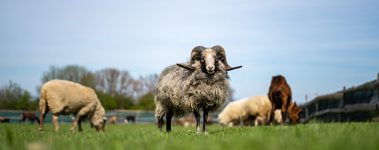 Despite its small size, Czechia is home to an estimated ten farmed animal sanctuaries. These sanctuaries provide refuge to animals typically raised for food production while challenging conventional perceptions of farmed animals and demonstrating how they thrive when allowed to live out their natural lives.

One such sanctuary is Farma Nadeje (Hope Farm). Co-founded by Marie Sebestova in 2015, Farma Nadeje is a vegan farmed animal sanctuary in the village of Dobrovitov in Czechia's Central Bohemian Region. The sanctuary aims to educate people that farmed animals are fundamentally the same as companion animals, and experience the same degrees of love, joy and pain. According to their website, the sanctuary was built from scratch on a plot of bare land. As of 2023, it offers homes to more than 120 rescued farmed animals including lambs, sheep, goats, pigs, llamas, hens, roosters, cattle, turkeys, cats and dogs.

Through events, school and public lectures, Farma Nadeje endeavours to introduce the public to farmed animal issues and the impact of animal agriculture on natural ecosystems. The sanctuary encourages the public to adopt an ethical lifestyle and to think of farmed animals as thinking and feeling beings rather than mere commodities in the service of humans.
