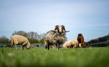 Despite its small size, Czechia is home to an estimated ten farmed animal sanctuaries. These sanctuaries provide refuge to animals typically raised for food production while challenging conventional perceptions of farmed animals and demonstrating how they thrive when allowed to live out their natural lives.

One such sanctuary is Farma Nadeje (Hope Farm). Co-founded by Marie Sebestova in 2015, Farma Nadeje is a vegan farmed animal sanctuary in the village of Dobrovitov in Czechia's Central Bohemian Region. The sanctuary aims to educate people that farmed animals are fundamentally the same as companion animals, and experience the same degrees of love, joy and pain. According to their website, the sanctuary was built from scratch on a plot of bare land. As of 2023, it offers homes to more than 120 rescued farmed animals including lambs, sheep, goats, pigs, llamas, hens, roosters, cattle, turkeys, cats and dogs.

Through events, school and public lectures, Farma Nadeje endeavours to introduce the public to farmed animal issues and the impact of animal agriculture on natural ecosystems. The sanctuary encourages the public to adopt an ethical lifestyle and to think of farmed animals as thinking and feeling beings rather than mere commodities in the service of humans.