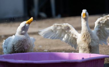 O?rodek Jelonki (loosely translated as Jelonki Wildlife Rehabilitation Centre) is an animal rehabilitation center and sanctuary in Poland that helps wild and domesticated animals. Founded in 2013 by Ania Kami?ska, their primary mission is to help abandoned, abused or injured animals and return wild animals to their natural habitats.

Donations and grants fund the organization, which currently cares for more than 300 animal residents. These include large mammals such as moose, cows, and goats; birds such as storks and owls; and smaller rescued wild and domestic animals including dogs, cats, geese, pigs, foxes and raccoons. A small team, including Ania's partner Mateusz Kananowicz, takes care of the animals and maintains the property.