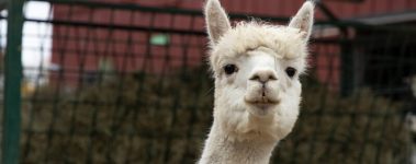 Unity Farm Sanctuary (UFS), co-founded in 2016 by husband and wife team John and Kathy Halamka, is located in Sherborn, Massachusetts, USA, with a mission to facilitate positive change for animals and people alike. Home to a multitude of rescued animals, including equines, alpacas, llamas, sheep, cattle, goats, pigs, and many different birds, UFS also works with the community and vegan organizations to help farmed animals find loving, forever homes. UFS hosts sanctuary tours and humane educational workshops and is an affiliate of the Leaders for Ethics, Animals and the Planet (LEAP) program.

LEAP is a national and first-of-its-kind education program offering high school students a compassionate alternative to conventional agricultural programs, such as 4H and FFA (Future Farmers of America). Operating in partnership with 18 farmed animal sanctuaries nationwide, the program's monthly curriculum integrates classroom learning about animals and the environment with practical sanctuary experience and plant-based cooking instruction. UFS is entering its second year of partnership with LEAP and currently hosts six high school students, many of whom work or volunteer at the sanctuary.