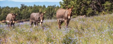 The 9,000-acre Skydog Ranch and Sanctuary in Oregon, USA, a Global Federation of Animal Sanctuaries accredited organization, rescues wild horses and burros from kill pens and auctions where they face slaughter in Mexico or Canada. Home to approximately 300 equines, the sanctuary's mission is to restore their health, safety and freedom while raising awareness about wild horse and slaughter issues.

According to a 2022 poll conducted by the American Society for the Prevention of Cruelty to Animals (ASPCA), most Americans oppose the slaughter of U.S. horses for meat. Despite this, many thousands of horses, including wild mustangs rounded up from public lands by the USA Bureau of Land Management (BLM), continue to be shipped across borders for slaughter.

Skydog is also home to several equine families that were reunited after being separated during BLM roundups. These roundups, where horses are chased for miles by helicopters into small catch pens, are extremely traumatizing for the horses, frequently resulting in severe injuries or deaths. Some animals break their necks trying to escape or return to their families. Once rounded up, many horses reportedly slip through the cracks, ending up without basic care. As of 2024, the BLM reports 66,000 wild horses and burros in holding facilities, with no domestic capacity to house them elsewhere.

At Skydog, rescued equines roam freely across thousands of acres in seven main herds. While some require special care in rehabilitation facilities, most live naturally on the vast property. The sanctuary provides these formerly displaced animals the opportunity to live in freedom, with reunited family bands together as they would in their native habitat.