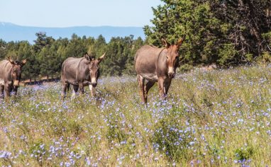 The 9,000-acre Skydog Ranch and Sanctuary in Oregon, USA, a Global Federation of Animal Sanctuaries accredited organization, rescues wild horses and burros from kill pens and auctions where they face slaughter in Mexico or Canada. Home to approximately 300 equines, the sanctuary's mission is to restore their health, safety and freedom while raising awareness about wild horse and slaughter issues.

According to a 2022 poll conducted by the American Society for the Prevention of Cruelty to Animals (ASPCA), most Americans oppose the slaughter of U.S. horses for meat. Despite this, many thousands of horses, including wild mustangs rounded up from public lands by the USA Bureau of Land Management (BLM), continue to be shipped across borders for slaughter.

Skydog is also home to several equine families that were reunited after being separated during BLM roundups. These roundups, where horses are chased for miles by helicopters into small catch pens, are extremely traumatizing for the horses, frequently resulting in severe injuries or deaths. Some animals break their necks trying to escape or return to their families. Once rounded up, many horses reportedly slip through the cracks, ending up without basic care. As of 2024, the BLM reports 66,000 wild horses and burros in holding facilities, with no domestic capacity to house them elsewhere.

At Skydog, rescued equines roam freely across thousands of acres in seven main herds. While some require special care in rehabilitation facilities, most live naturally on the vast property. The sanctuary provides these formerly displaced animals the opportunity to live in freedom, with reunited family bands together as they would in their native habitat.