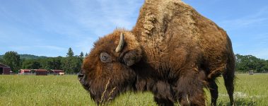 Helen, a blind bison, lived at Lighthouse Farm Sanctuary for years after being rescued as a four-day-old calf. Initially preferring solitude, Helen's maternal instincts awakened when she met Oliver, a young calf born to a rescued dairy cow named Betsy. Helen became Oliver's devoted second mother, and as he grew, she extended her care to other young calves who arrived at the sanctuary.

Helen welcomed many companions during meals and grazing, including sheep, goats, and pigs. She was equally gentle with human visitors who enjoyed embracing her and offering treats. Her closest human friendship was with Lighthouse executive director Gwen Jakubisin, who spent countless hours in Helen's company. Helen passed away in January 2022, leaving behind a legacy of unexpected motherhood and the transformative power of love and companionship.

Nestled in the Willamette Valley in Oregon, USA, Lighthouse Farm Sanctuary is a 501(c)(3) nonprofit and the state's largest and oldest farmed animal rescue. Home to over 350 animals, including pigs, cows, horses, chickens, ducks, geese, sheep, goats, and a donkey, the sanctuary provides rescue, rehabilitation, and rehoming when possible, fostering compassion and awareness about the realities of animal agriculture.