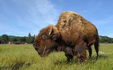 Helen, a blind bison, lived at Lighthouse Farm Sanctuary for years after being rescued as a four-day-old calf. Initially preferring solitude, Helen's maternal instincts awakened when she met Oliver, a young calf born to a rescued dairy cow named Betsy. Helen became Oliver's devoted second mother, and as he grew, she extended her care to other young calves who arrived at the sanctuary.

Helen welcomed many companions during meals and grazing, including sheep, goats, and pigs. She was equally gentle with human visitors who enjoyed embracing her and offering treats. Her closest human friendship was with Lighthouse executive director Gwen Jakubisin, who spent countless hours in Helen's company. Helen passed away in January 2022, leaving behind a legacy of unexpected motherhood and the transformative power of love and companionship.

Nestled in the Willamette Valley in Oregon, USA, Lighthouse Farm Sanctuary is a 501(c)(3) nonprofit and the state's largest and oldest farmed animal rescue. Home to over 350 animals, including pigs, cows, horses, chickens, ducks, geese, sheep, goats, and a donkey, the sanctuary provides rescue, rehabilitation, and rehoming when possible, fostering compassion and awareness about the realities of animal agriculture.