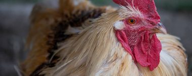 A rooster sits and looks to his left.