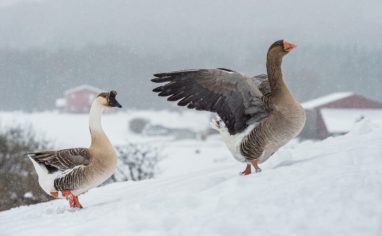 Rescued geese enjoy a fresh winter day at Farm Sanctuary. Watkins Glen, New York, USA, 2018. Jo-Anne McArthur / We Animals Media