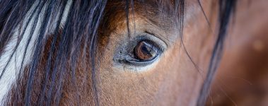 Equine Voices Rescue & Sanctuary in Arizona rescues mares and foals from the PMU (pregnant mare urine) industry. PMU is used to make Premarin, a hormone replacement therapy drug sometimes prescribed to women to relieve menopausal symptoms. Mares are forced to endure repeated pregnancies while confined in stalls. Male foals are often slaughtered.