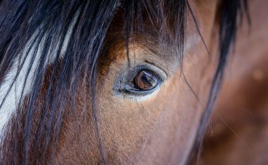 Equine Voices Rescue & Sanctuary in Arizona rescues mares and foals from the PMU (pregnant mare urine) industry. PMU is used to make Premarin, a hormone replacement therapy drug sometimes prescribed to women to relieve menopausal symptoms. Mares are forced to endure repeated pregnancies while confined in stalls. Male foals are often slaughtered.