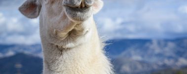 Farm Sanctuary was co-founded by Gene Baur and Lorri Houston in 1986 when they rescued Hilda, their first sheep. It was the first sanctuary of its kind, focusing wholly on rescuing and advocating for animals farmed for food.

As of 2021, Farm Sanctuarys website states that its mission is [To] pursue bold solutions to end animal agriculture and foster just and compassionate vegan living. Today, they have sanctuaries in New York and California and at any given time are caring for almost 1,000 animals.

The sanctuaries attract thousands of visitors, interns, and volunteers each year. The New York shelter boasts 275 acres of rolling pastures, forests, an education centre, and accommodation for guests, and the Southern California shelter has 26 acres. Educational events about animals are held at each sanctuary throughout the year.