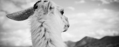Farm Sanctuary was co-founded by Gene Baur and Lorri Houston in 1986 when they rescued Hilda, their first sheep. It was the first sanctuary of its kind, focusing wholly on rescuing and advocating for animals farmed for food.

As of 2021, Farm Sanctuarys website states that its mission is [To] pursue bold solutions to end animal agriculture and foster just and compassionate vegan living. Today, they have sanctuaries in New York and California and at any given time are caring for almost 1,000 animals.

The sanctuaries attract thousands of visitors, interns, and volunteers each year. The New York shelter boasts 275 acres of rolling pastures, forests, an education centre, and accommodation for guests, and the Southern California shelter has 26 acres. Educational events about animals are held at each sanctuary throughout the year.