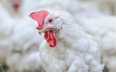 Farm Sanctuary was co-founded by Gene Baur and Lorri Houston in 1986 when they rescued Hilda, their first sheep. It was the first sanctuary of its kind, focusing wholly on rescuing and advocating for animals farmed for food.

Farm Sanctuarys website states its mission is to fight the disastrous effects of animal agriculture on animals, the environment, social justice, and public health through rescue, education, and advocacy. 

Today, they have sanctuaries in New York and California and at any given time are caring for almost 1,000 animals. The sanctuaries attract thousands of visitors, interns, and volunteers each year. The New York shelter boasts over 275 acres of rolling pastures, forests, an education centre, and accommodation for guests, and the Southern California shelter has 26 acres. Educational events about animals are held at each sanctuary throughout the year.