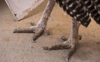 Walter's about due for a pedi!