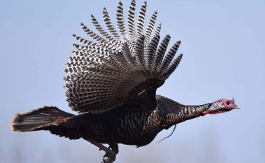 A wild turkey in flight. Photo: Andy Reago & Chrissy McClarren
