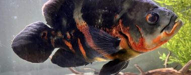 An image of a black, orange and grey Oscar fish swimming in a planted tank.