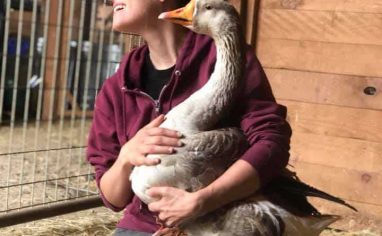 A caregiver kneels in a barn and holds a gray goose in their lap.