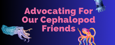 A deep blue ombre banner reads "Advocating For Our Cephalopod Friends" IN magenta. There is a colorful octopus, squid, and cuttlefish graphic.