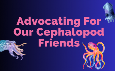 A deep blue ombre banner reads "Advocating For Our Cephalopod Friends" IN magenta. There is a colorful octopus, squid, and cuttlefish graphic.