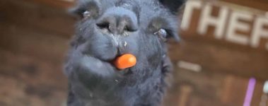 llama looks at camera with a carrot in their mouth.