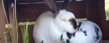 Two black and white bunnies snuggling.