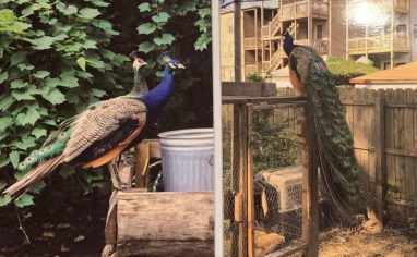 Two images side by side. The image on the left depicts a young peacock standing next to a peahen on top of logs. On the right, there is an image of a peacock standing on top of a tall aviary with his tail reaching the ground.