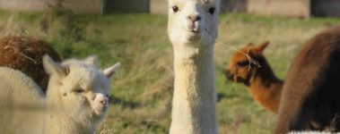 picture of white alpaca with hay in their mouth surrounded by other alpacas in a field.