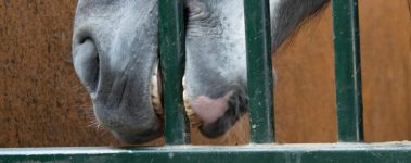 Horse biting the bars of there stall.