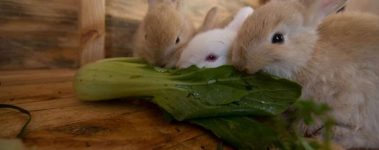 three rabbits eat bok choy together