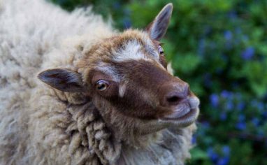 A sheep's eyes can tell you a lot about their health!