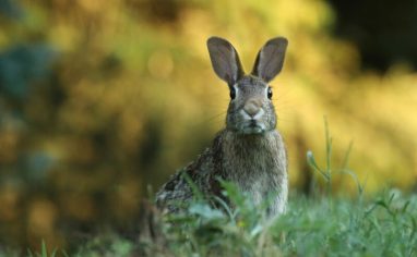 An image of a brown wild rabbit standing in grass, looking into the camera.