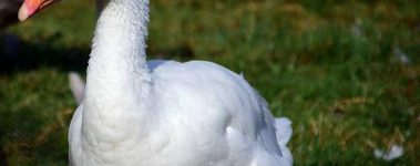 goose-domestic-goose-poultry-animal-bird-livestock-geese-white-nature