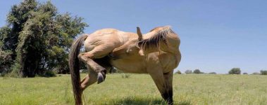 horse health