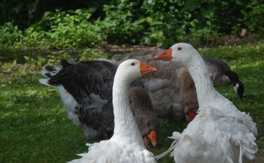 An image of two white domesticated geese standing in front of two grey domesticated geese, with a Canada goose in the background.