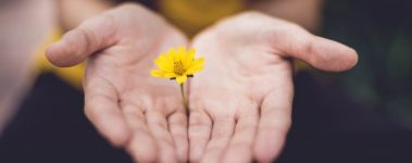 A pair of hands are cupped and holding a yellow flower