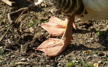 Close up of a goose's feet.