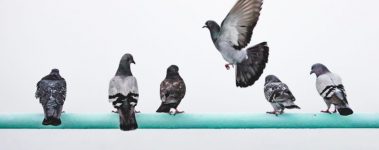 A group of five rock pigeons sit on fence as a sixth pigeon flies to join them