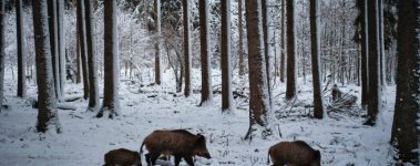 A photograph of a forest covered in snow. There are three wild boars in the forefront walking in the snow towards the right.