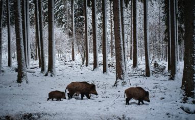 A photograph of a forest covered in snow. There are three wild boars in the forefront walking in the snow towards the right.