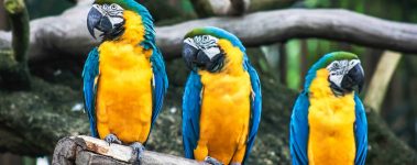 Three blue and gold macaws perch together on a branch.