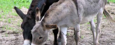 These two donkeys are residents at Spring Farm Cares Animal and Nature Sanctuary