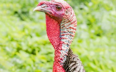the open sanctuary project turkey health issues