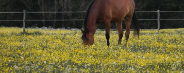 Bay horse eating in a field of yellow flowers.