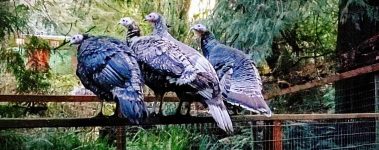 Four non- large breed turkey hens perch on wide fence top.