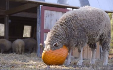 whole-pumpkins-Credit-Kelly-Guerin-at-Piedmont
